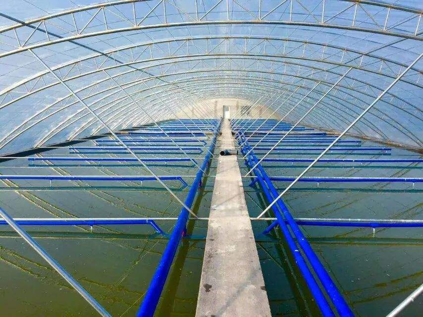 頭部烤魚品牌攜手水產巨頭，共筑“活魚現烤”行業新標桿