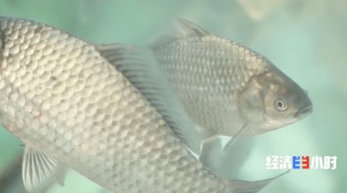 魚(yú)價(jià)飆升背后 供需失衡下的水產(chǎn)養(yǎng)殖行業(yè)觀察